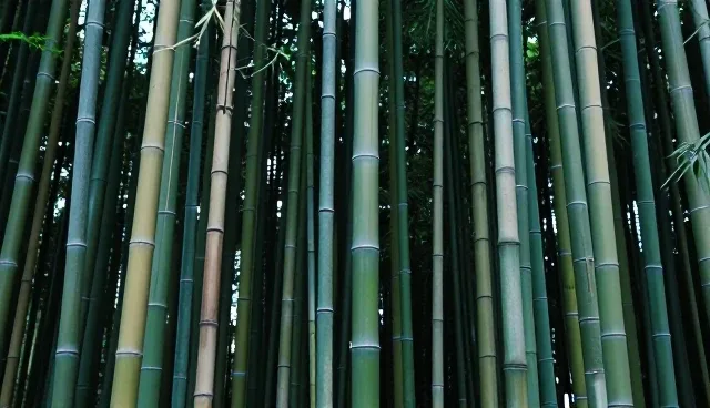 提升搜索排名的选型关注点与实际应用分析